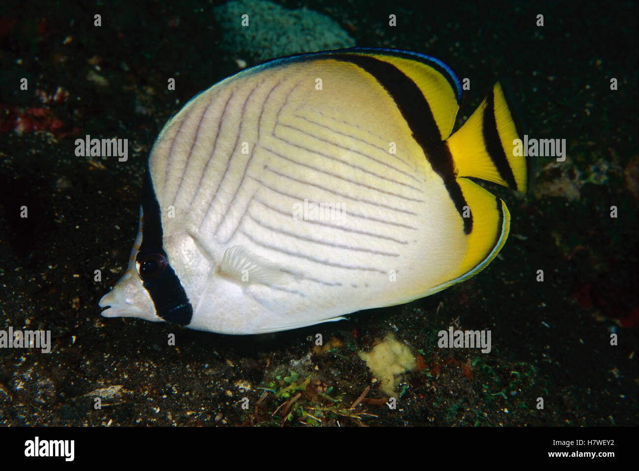 Vagabond Butterflyfish main image 0