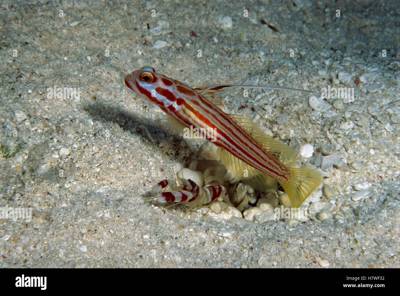 Yasha Hase Shrimp Goby (Stonogobiops yasha) sharing a burrow with a ...