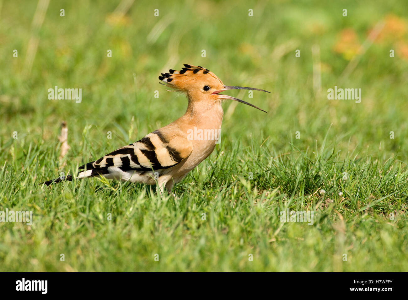 Hoopoe Sound Eurasian Hoopoe (Upupa epops) calling, Hungary Stock Photo - Alamy