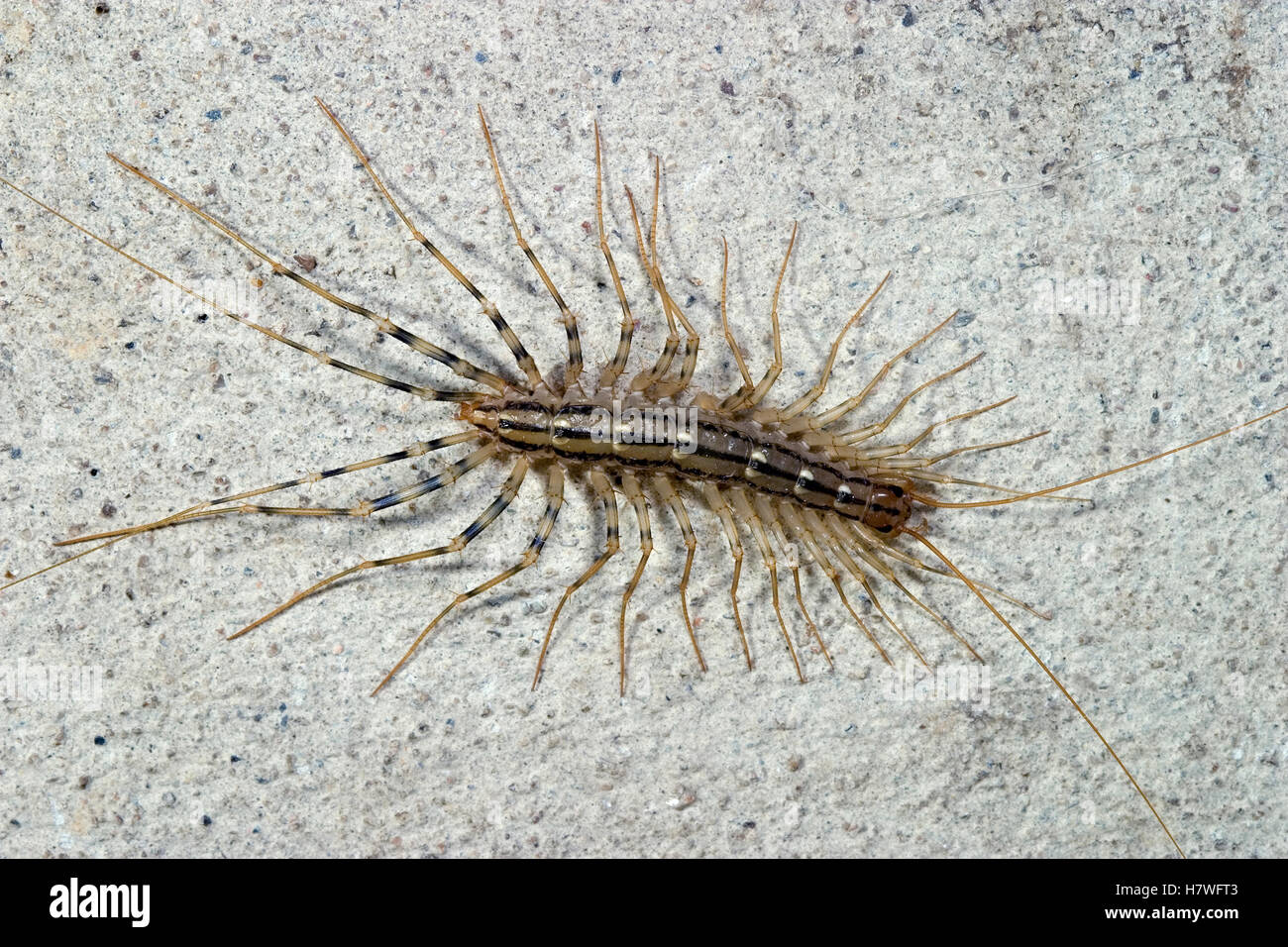 House Centipede (Scutigera coleoptrata) on basement wall, France Stock ...