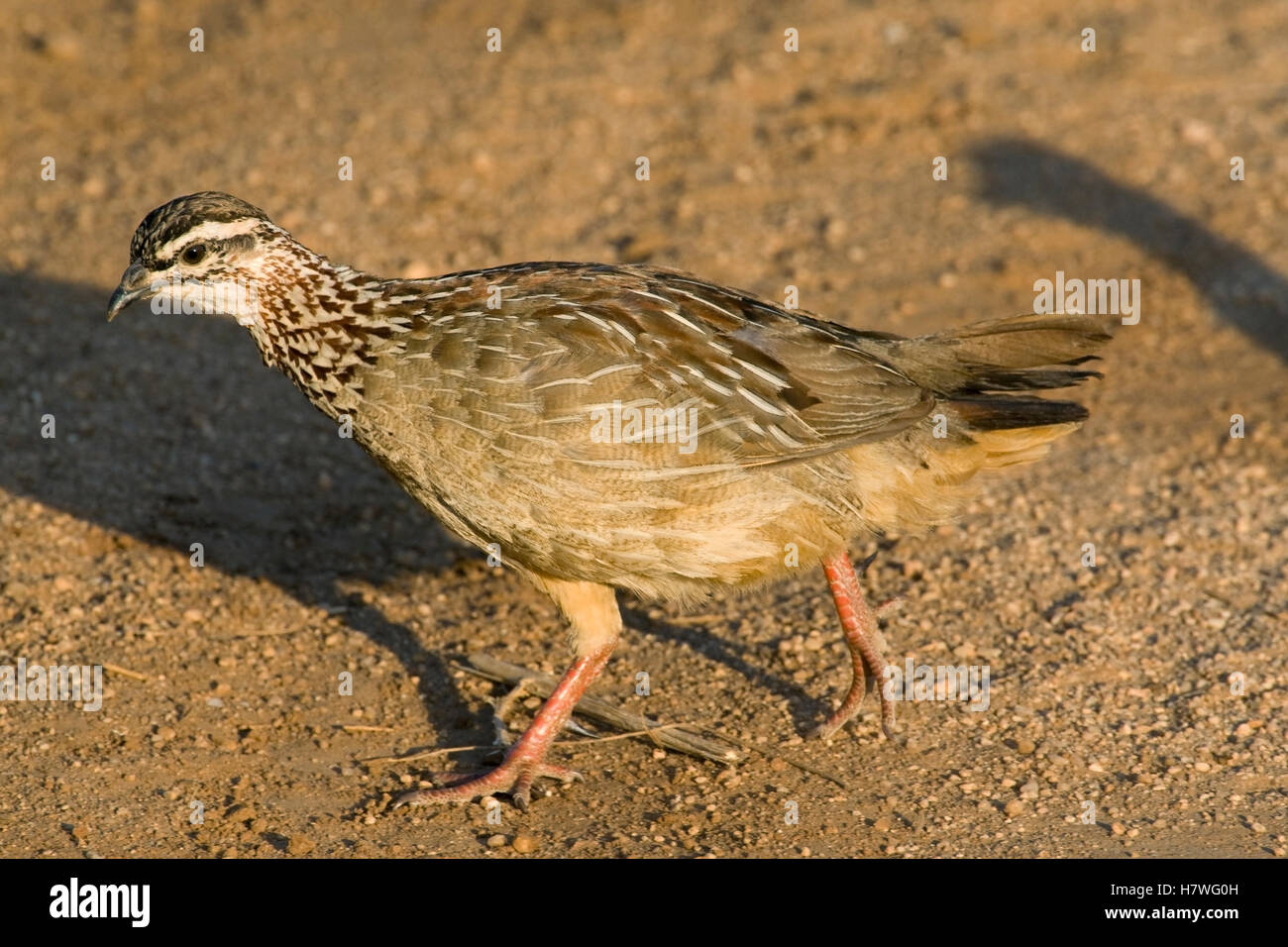 Crested Francolin (Dendroperdix sephaena) running, Kenya Stock Photo ...