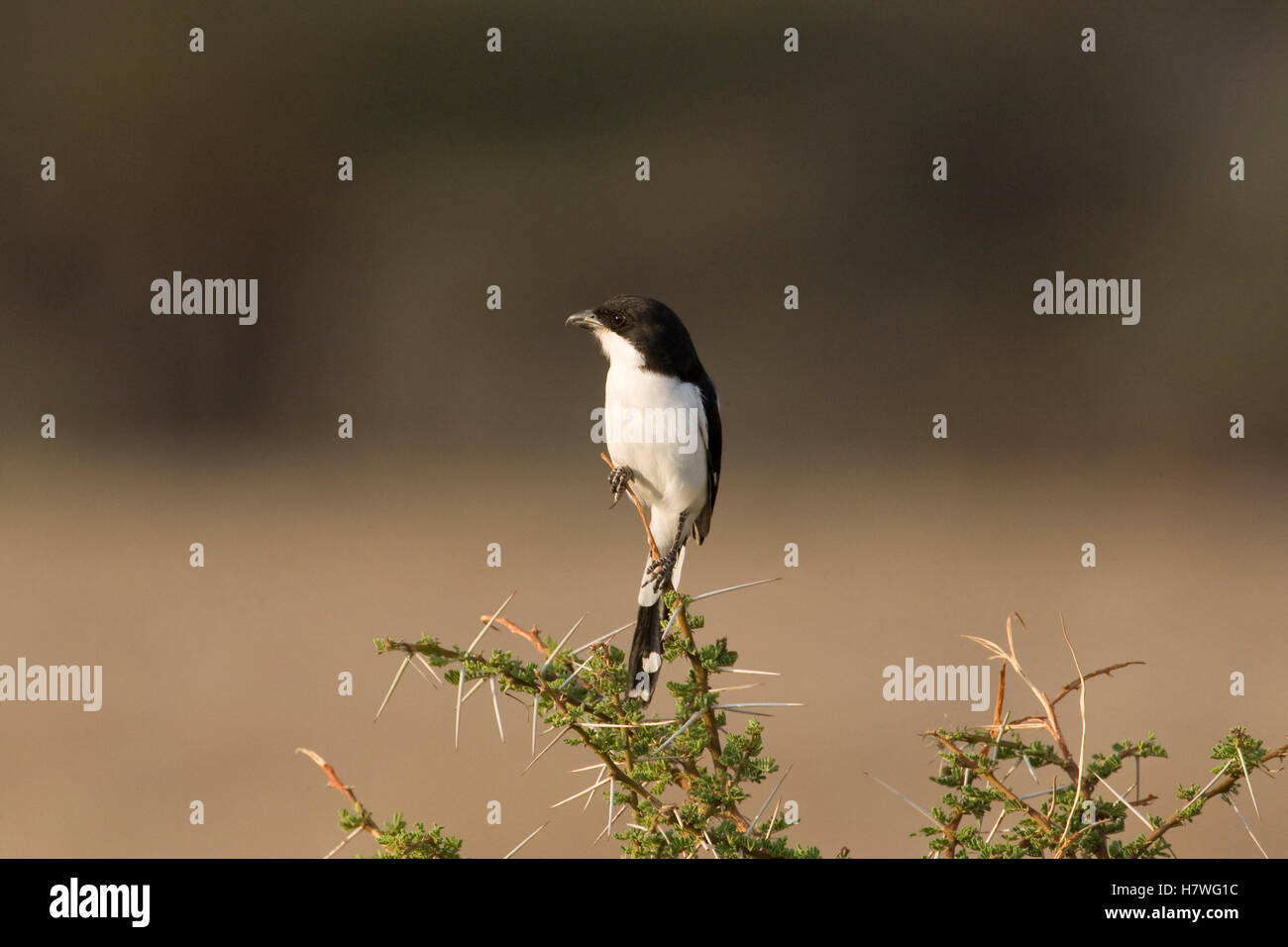 Tropical Boubou (Laniarius aethiopicus), Kenya Stock Photo Alamy