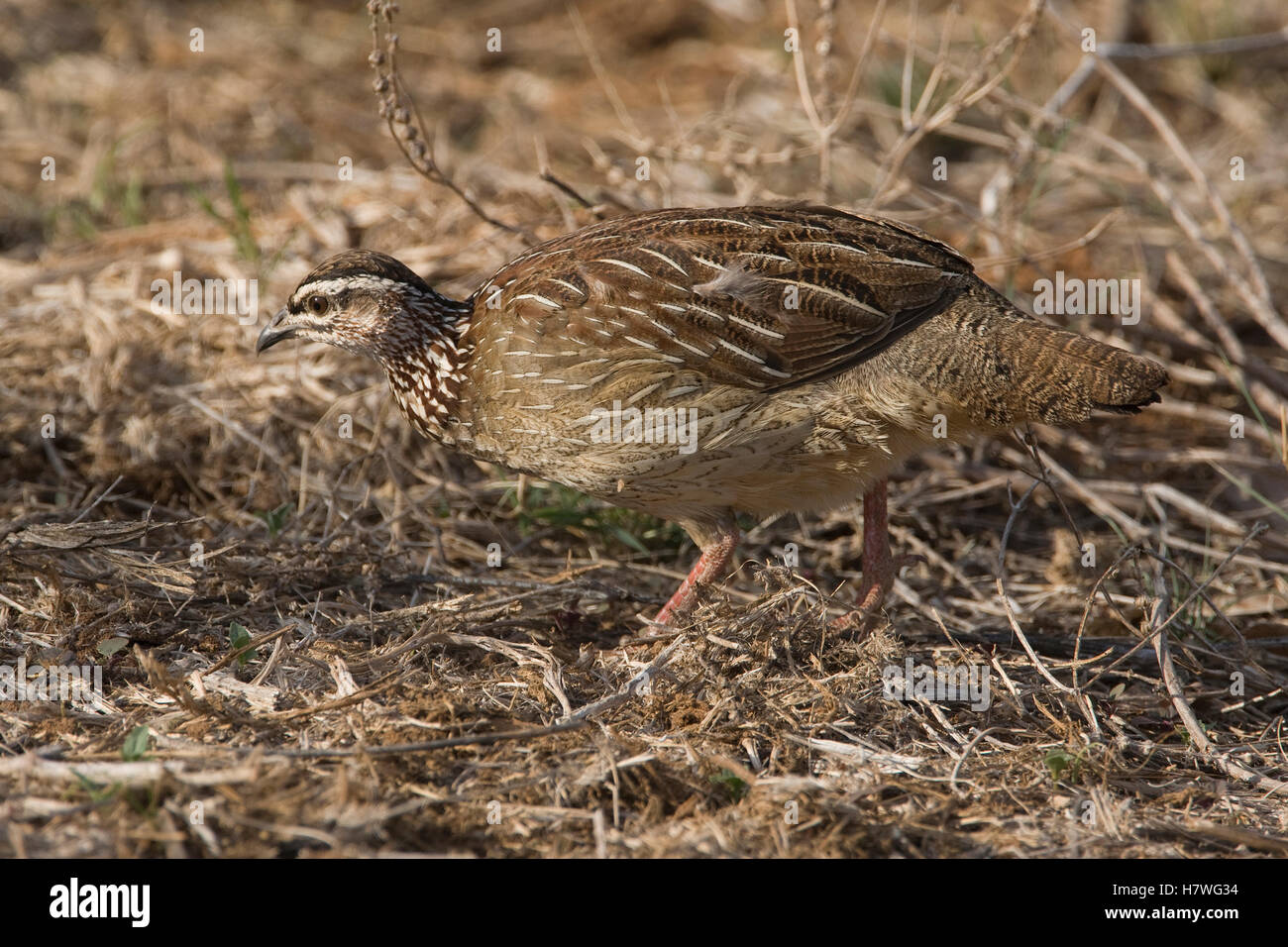 Crested Francolin (Dendroperdix sephaena) female, Samburu National Park ...