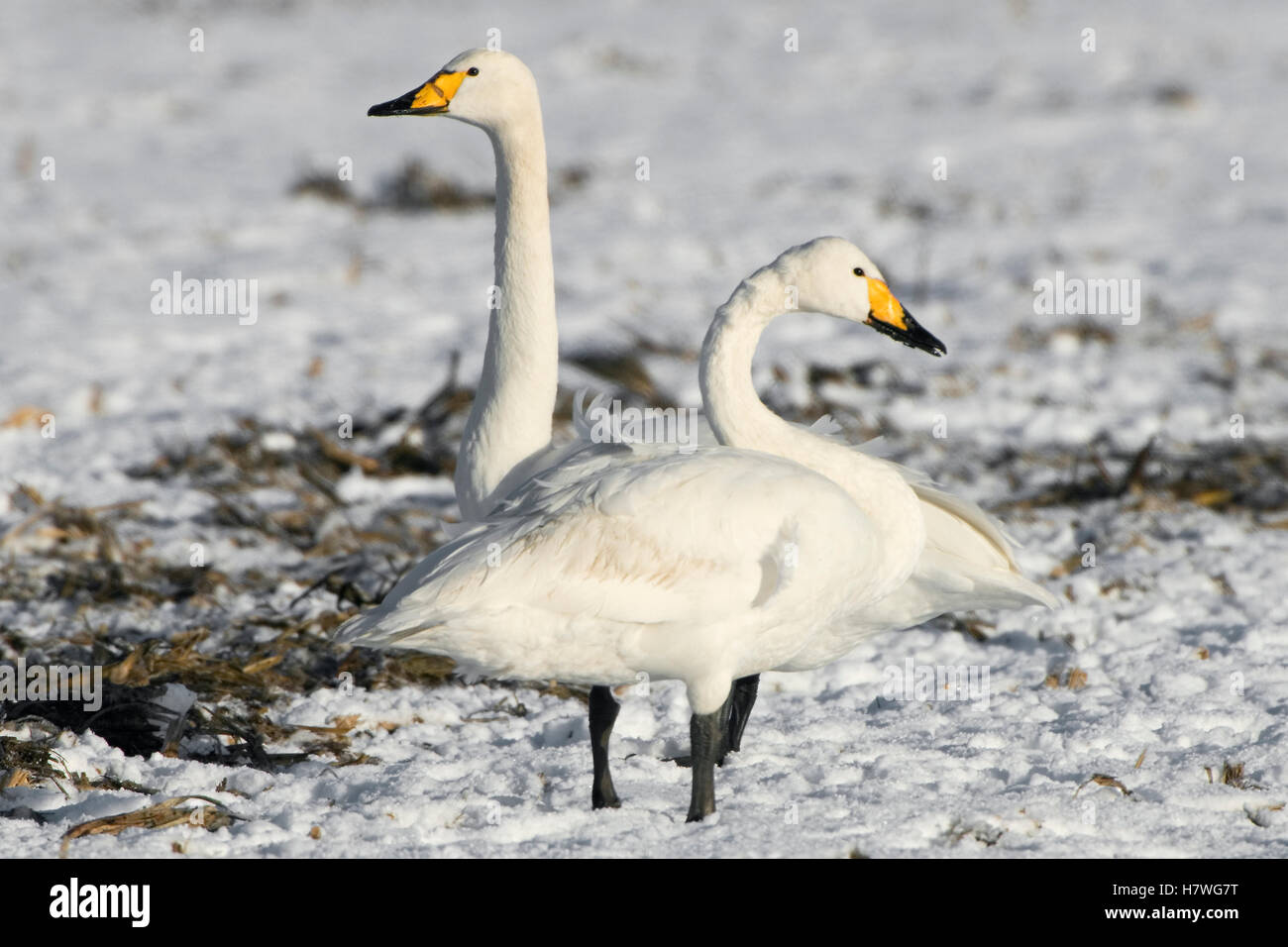 Whooper Swan (Cygnus cygnus) pair in snow, Goldenstedt, Germany Stock