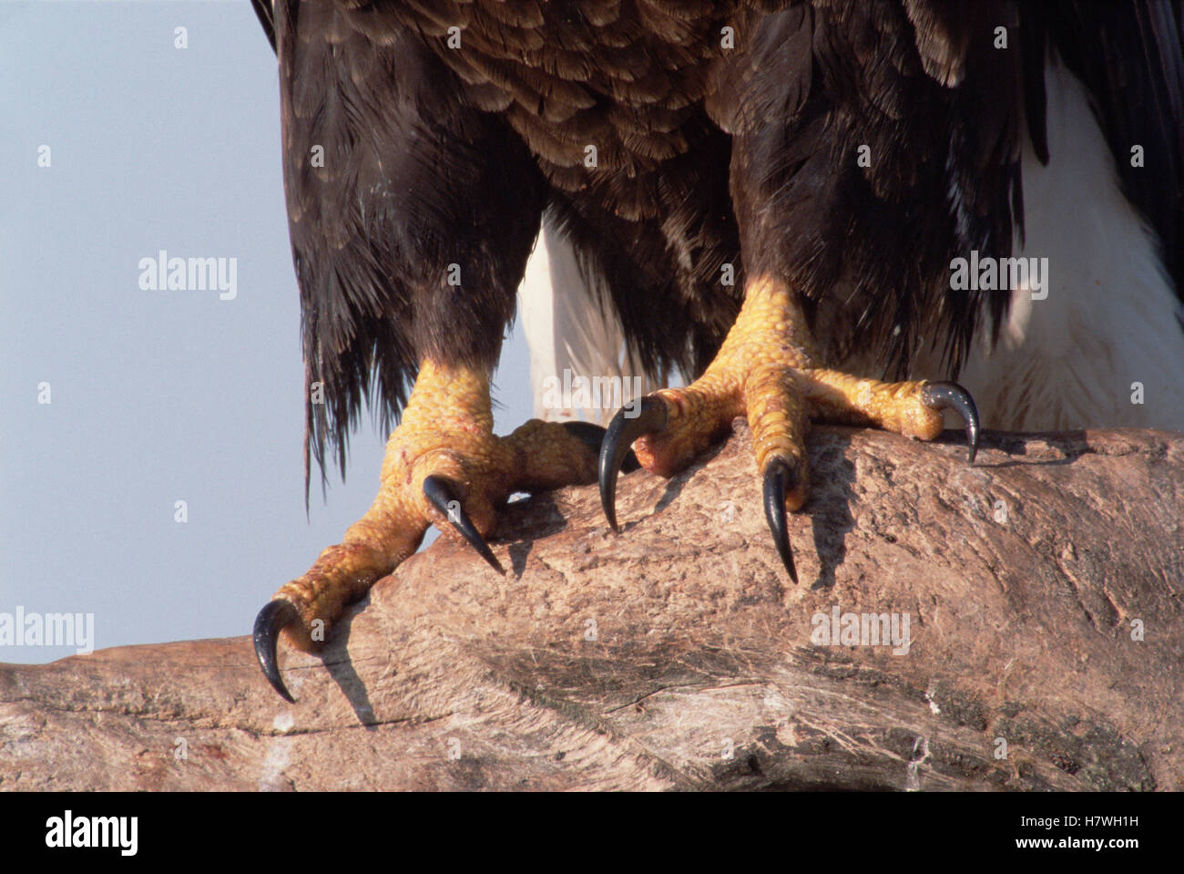 Bald Eagle (Haliaeetus leucocephalus) powerful yellow legs and talons ...
