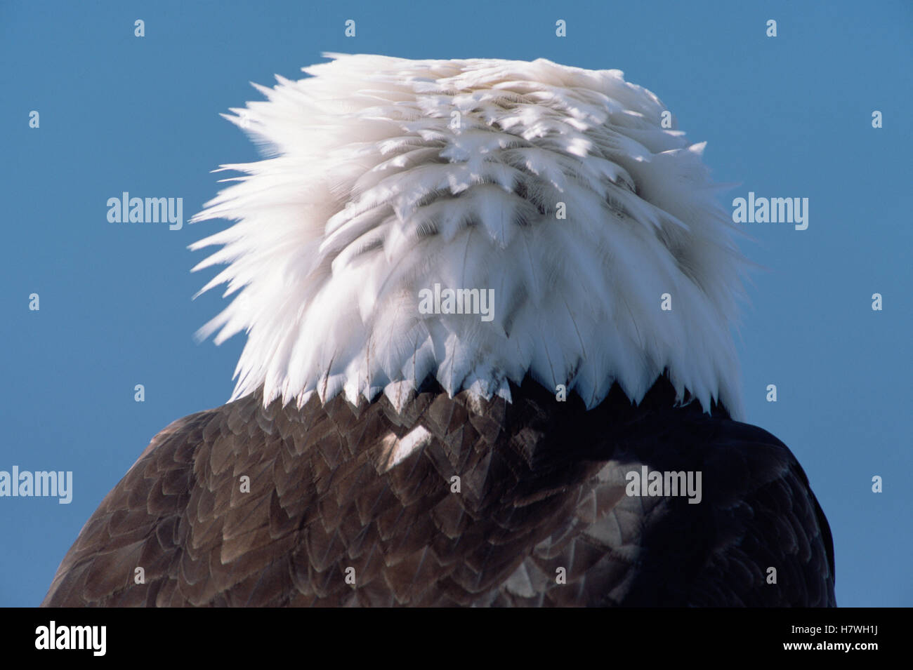 Bald Eagle (Haliaeetus leucocephalus) adult head feathers seen from