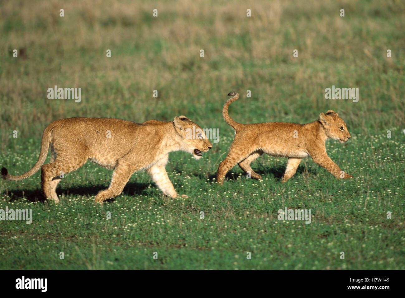 African Lion (Panthera leo) pair of cubs walking together following ...