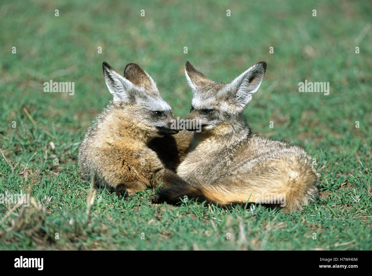 Bat-eared Fox (Otocyon megalotis) pair mated for life, large ears help ...