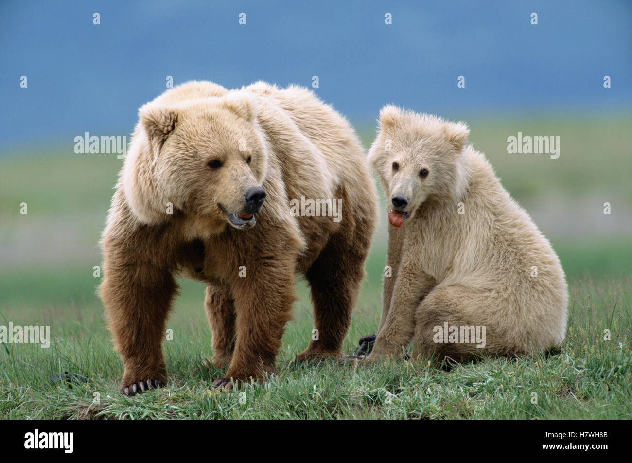 Grizzly Bear (Ursus arctos horribilis) cub and mother, Katmai National ...