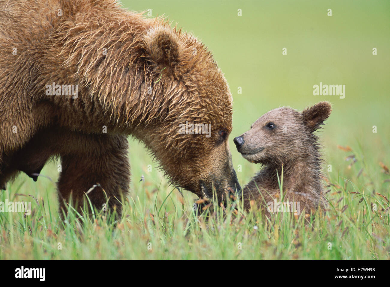 Grizzly Bear (Ursus arctos horribilis) mother with 4 month old cub ...