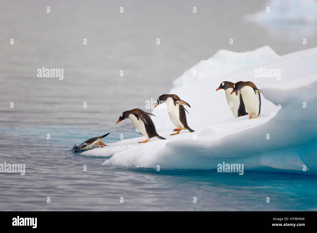 Gentoo Penguin Pygoscelis Papua Diving Into Ocean From Iceberg 