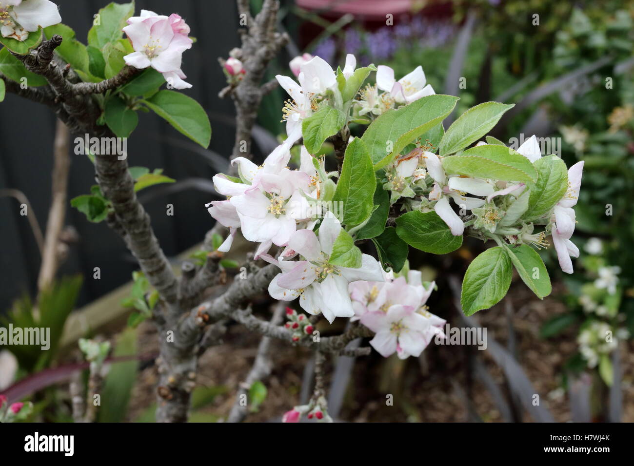 Apple Flower buds Stock Photo Alamy