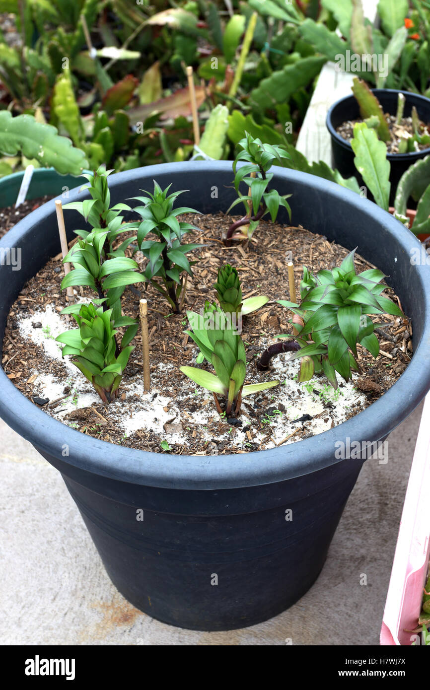 Growing Oriental Lilium or Lilies in a pot Stock Photo