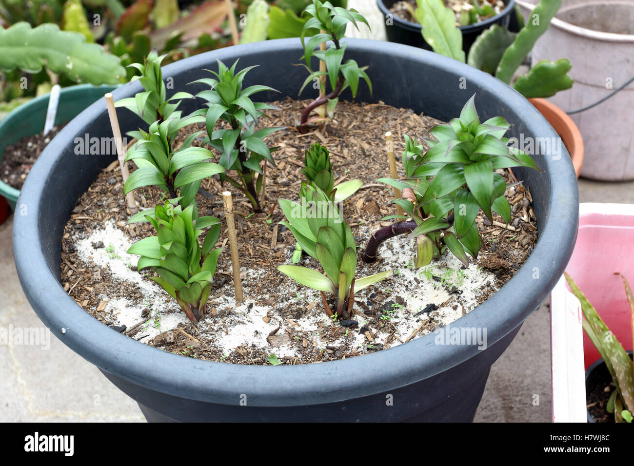 Growing Oriental Lilium or Lilies in a pot Stock Photo