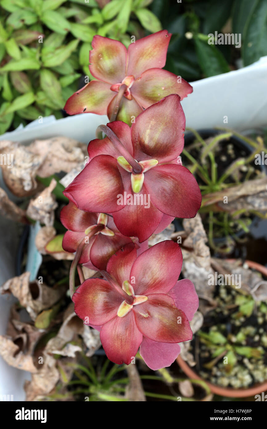 Canivorous yellow pitcher plants with flowers Stock Photo