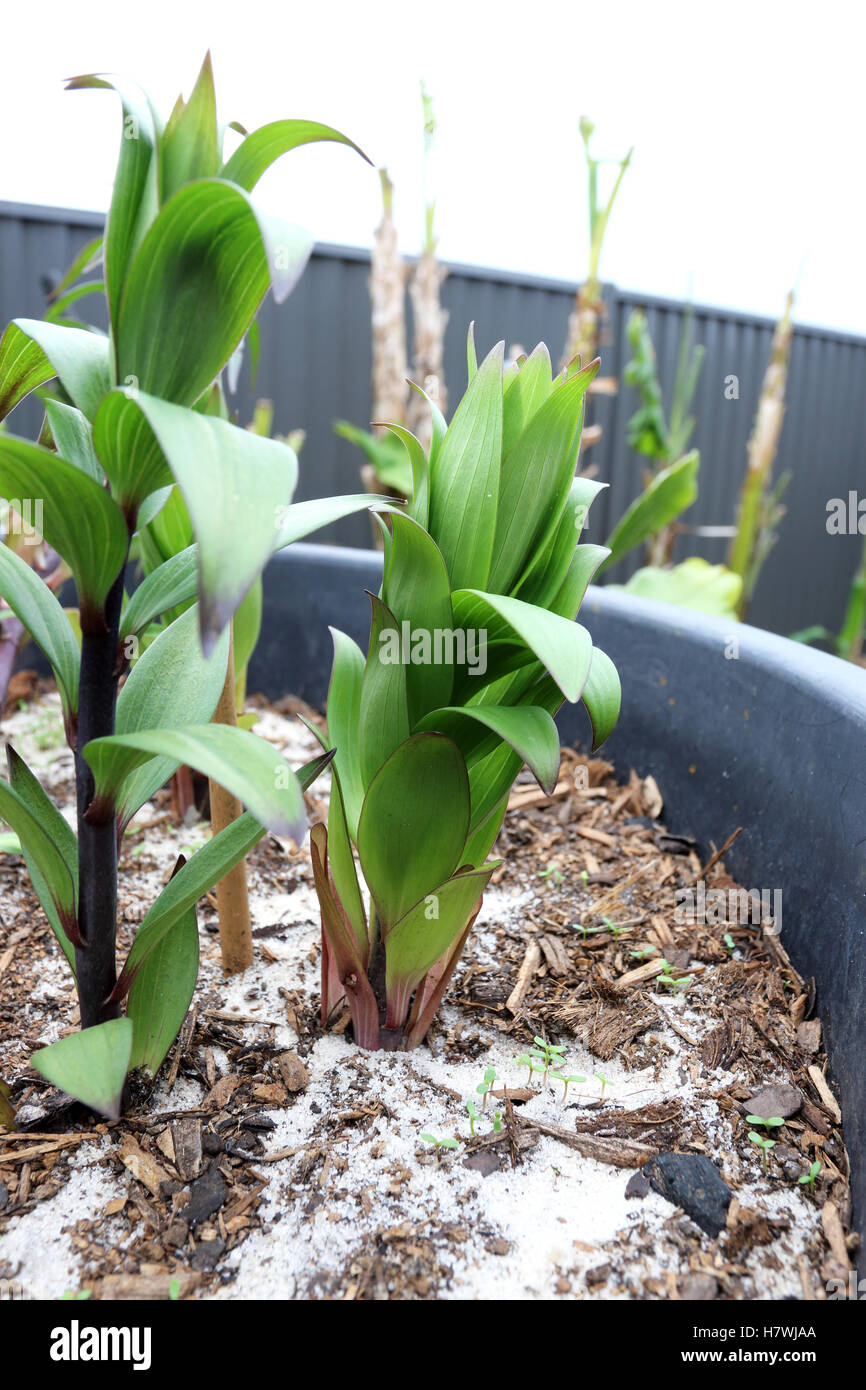 Close up of Oriental Lilium or Lilies growing in a pot Stock Photo Alamy