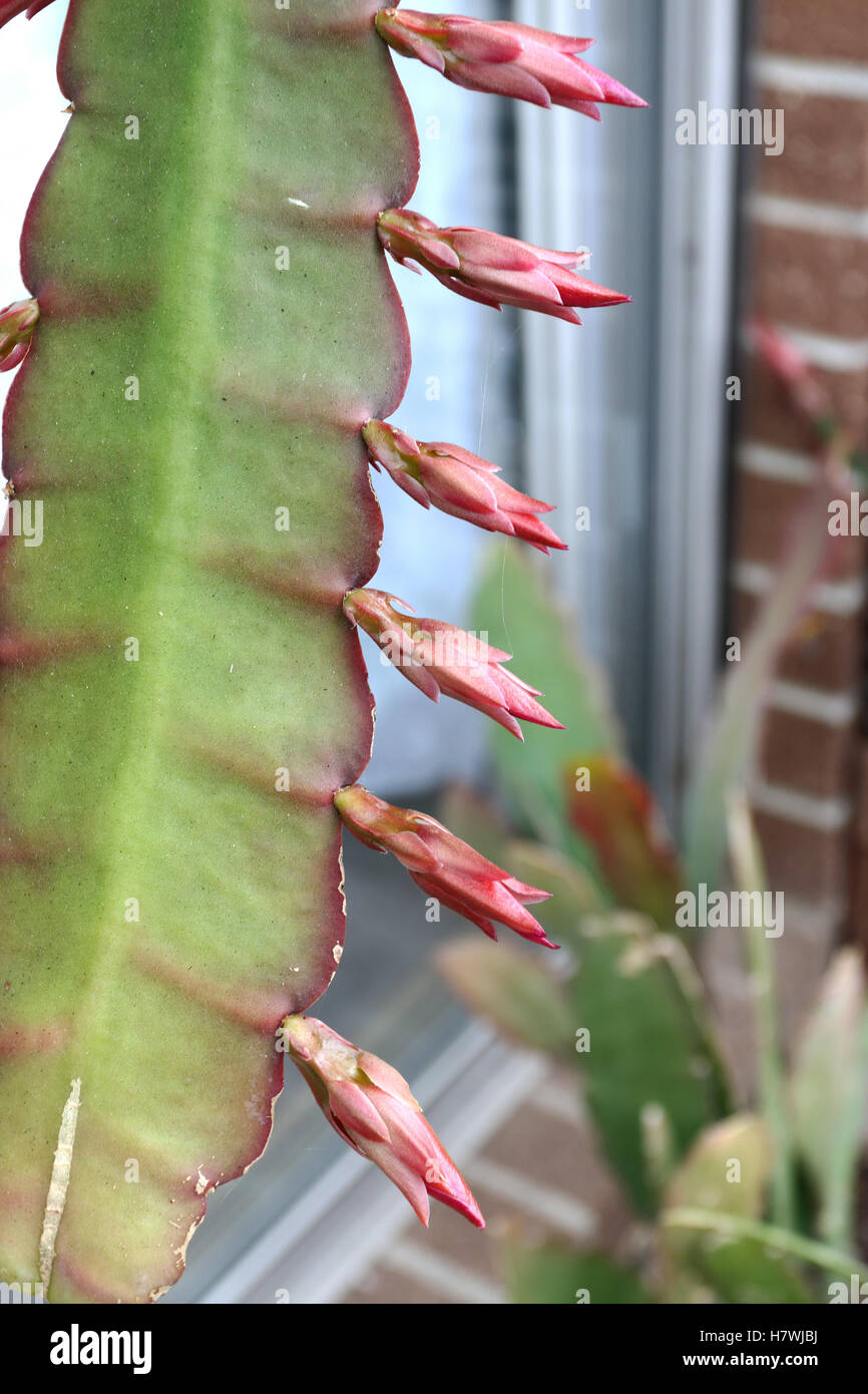 Close up of Epiphyllum or orchid cactus with flower buds Stock Photo