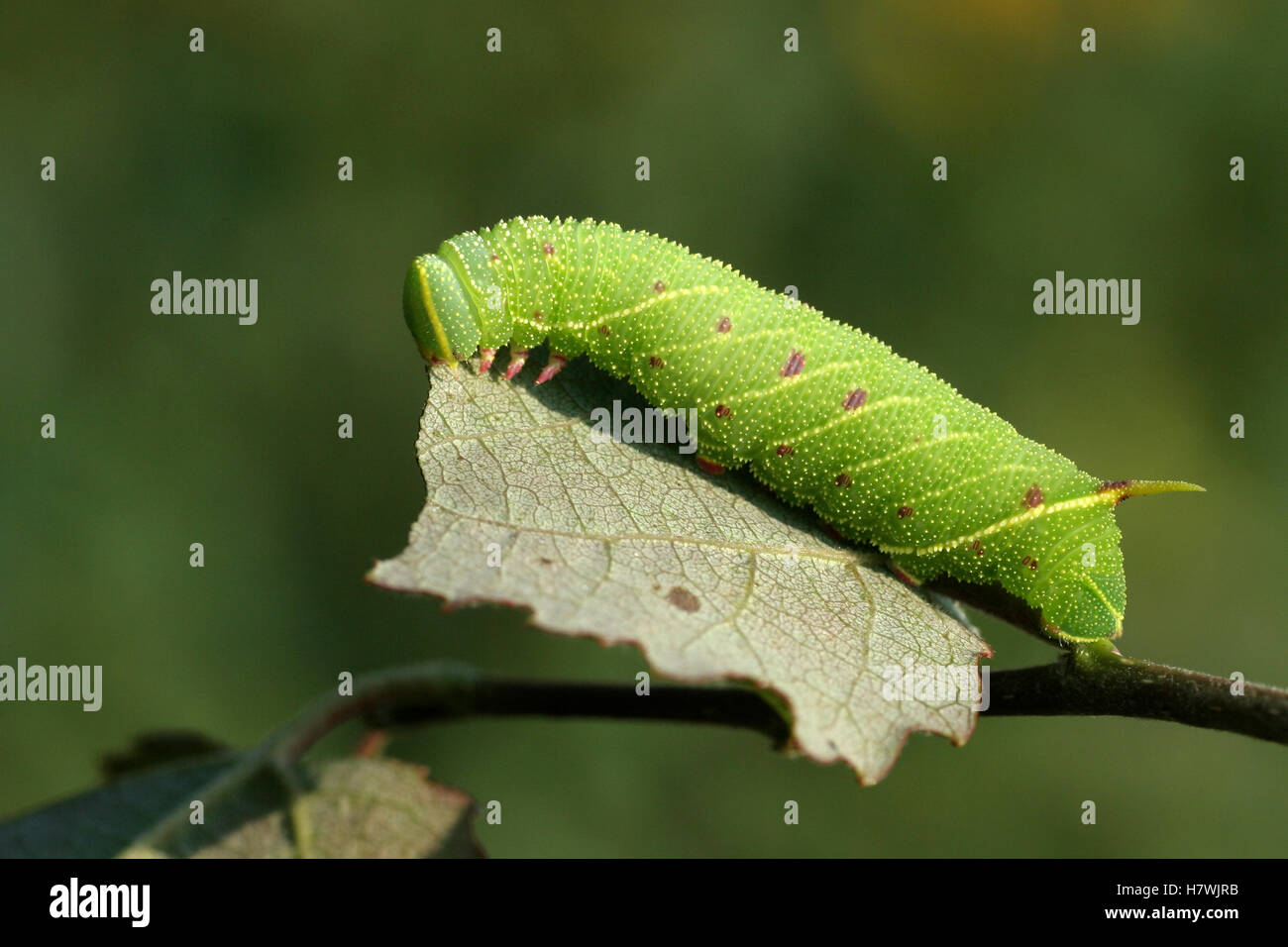 Poplar Hawk Moth Laothoe Populi Caterpillar Foraging Poplar Hawk Moth Laothoe Populi Caterpillar Foraging