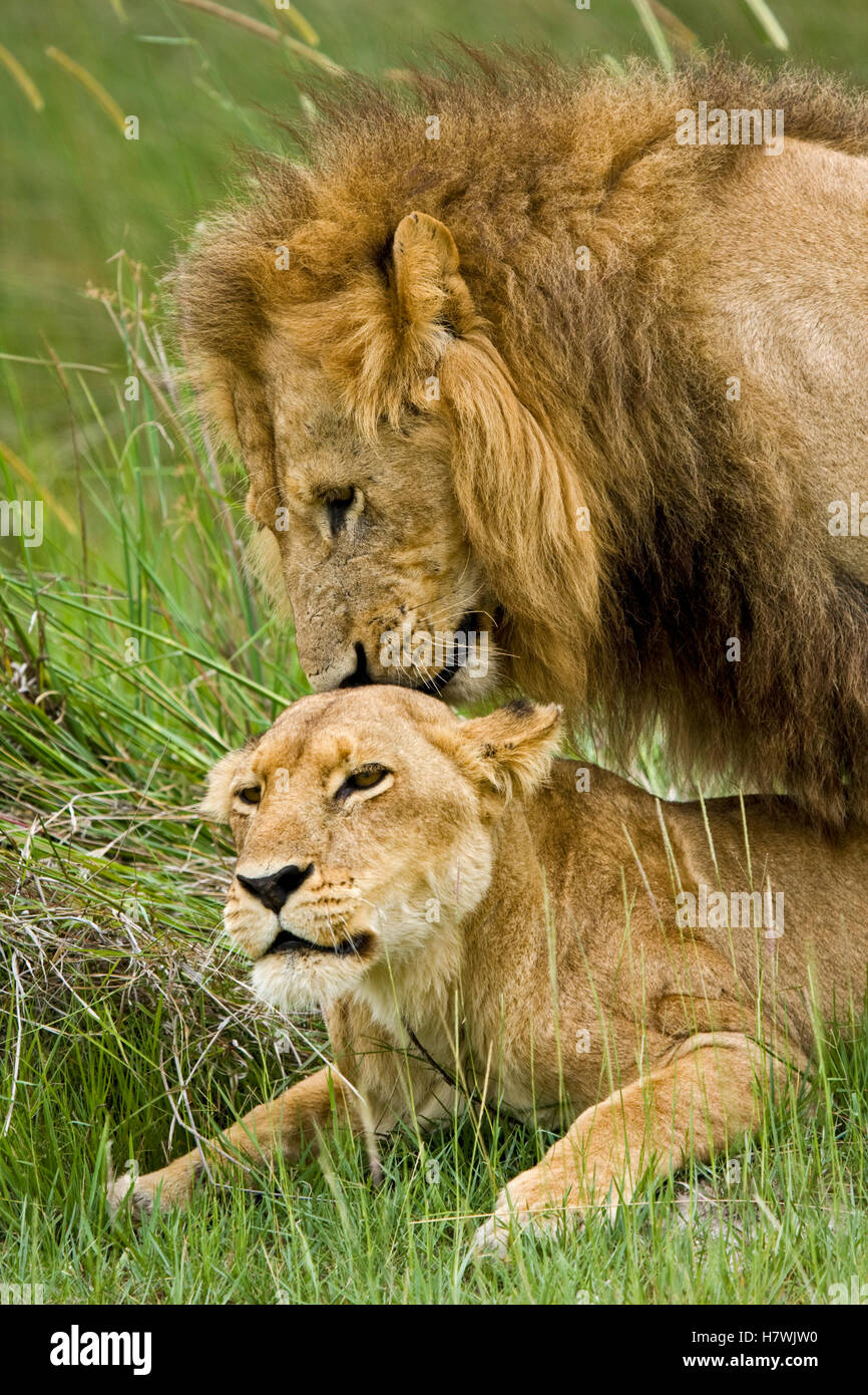 African Lion (Panthera leo) pair copulating, Moremi Game Reserve ...