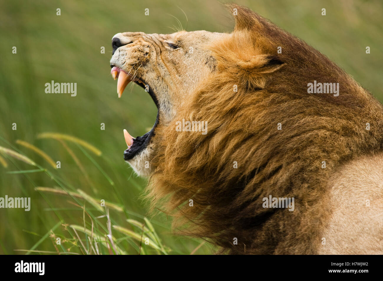 African Lion (Panthera leo) male roaring, Moremi Game Reserve, Okavango ...