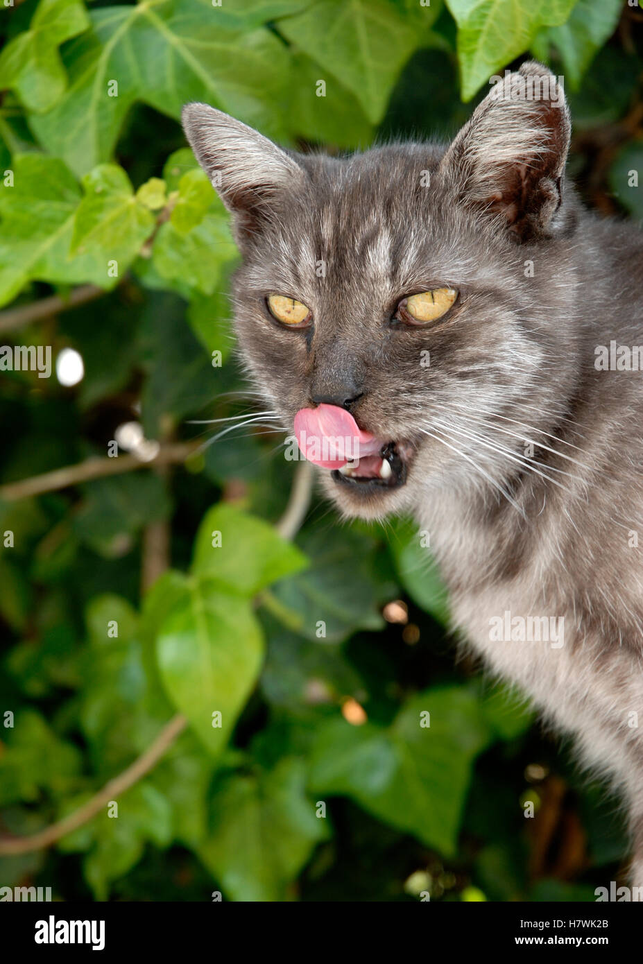 Domestic Cat (Felis catus) licking its lips, Spain Stock Photo Alamy