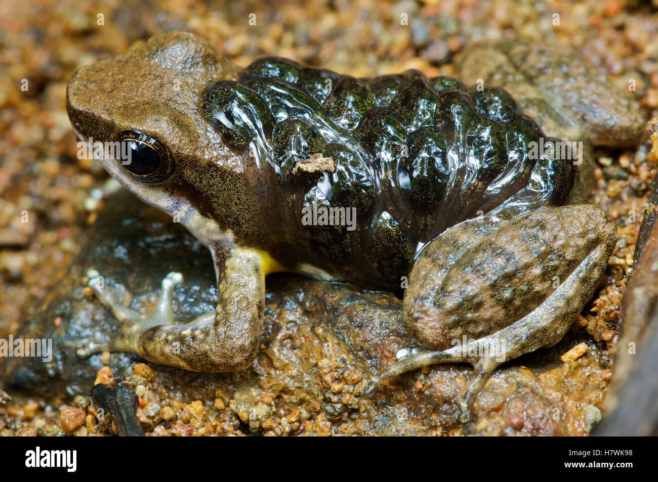 Common Rocket Frog (Colostethus inguinalis) male 'nurse' carrying