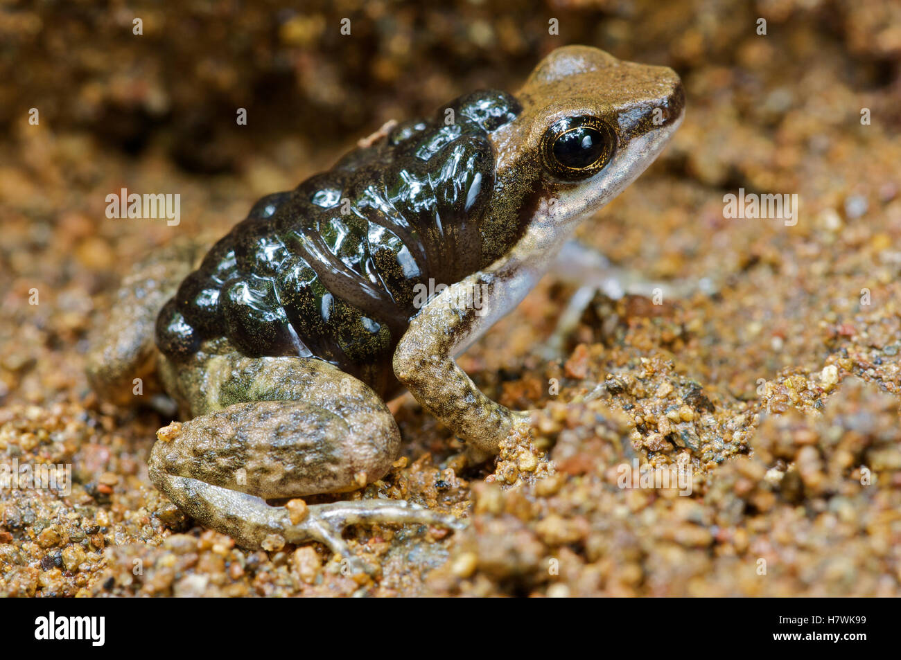 Common Rocket Frog (Colostethus inguinalis) male 'nurse' carrying ...