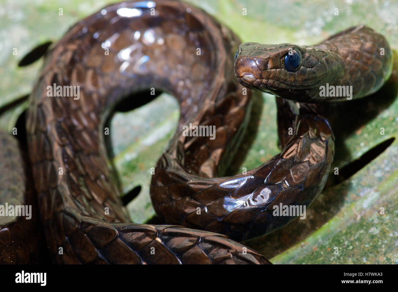 Large-scaled Black Tree Snake (Chironius grandisquamis) in threat ...