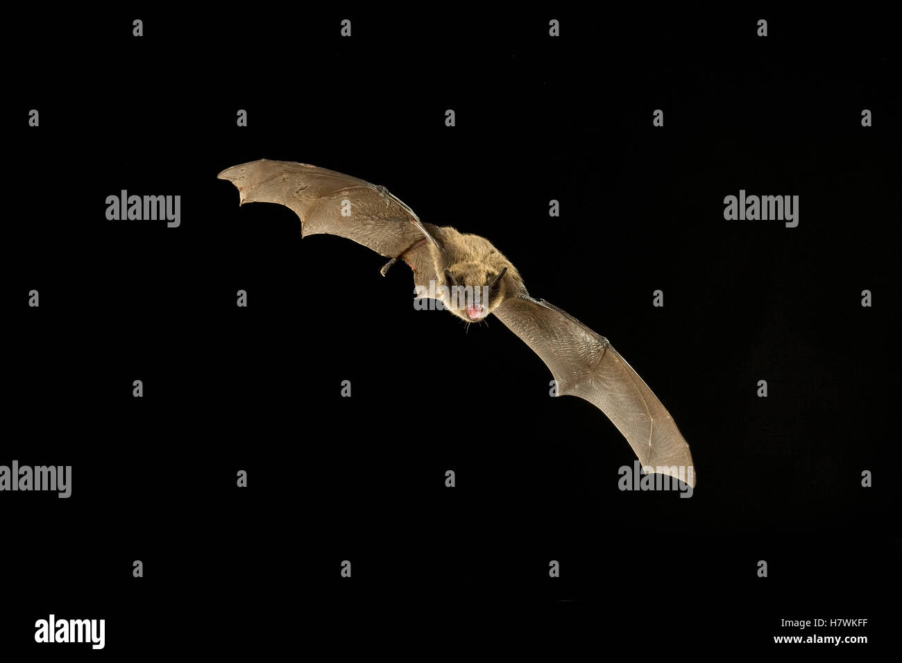Little Brown Bat (Myotis lucifugus) flying at night, Dutch Henry Falls ...