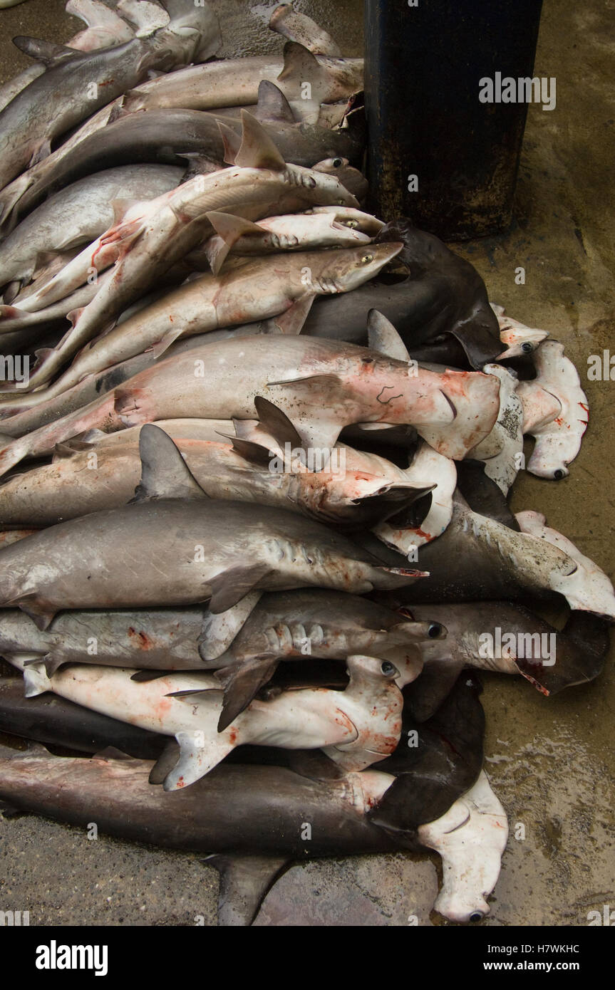 Smooth Hammerhead Shark (Sphyrna zygaena) juveniles in the area's