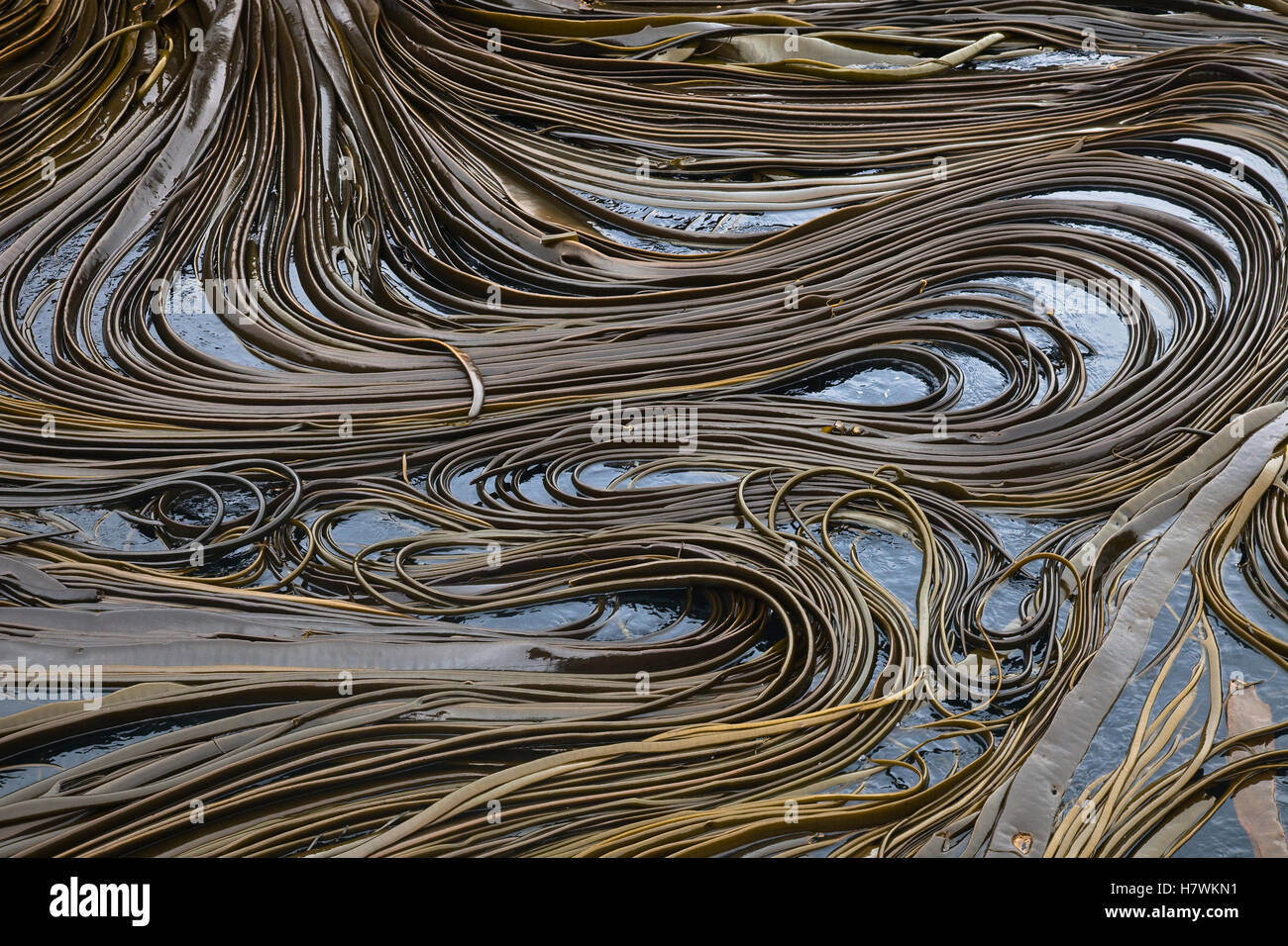 Seaweed in Sandy Bay, Macquarie Island, Subantarctic, Australia Stock Photo