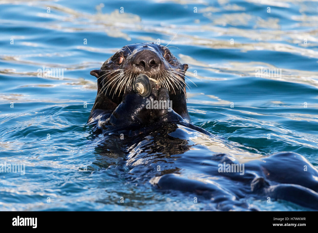 Close up of a sea otter in Resurrection Bay, Seward, Kenai Peninsula, Southcentral Alaska, USA Stock Photo