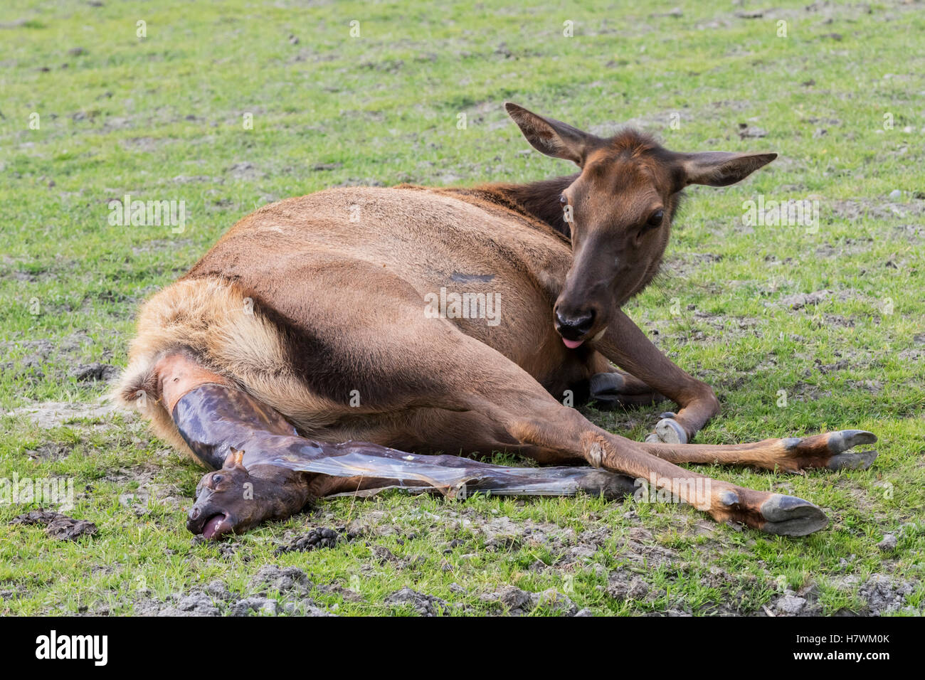 CAPTIVE: Cow elk gives birth to a calf, Alaska Wildlife Conservation Center, Southcentral Alaska, USA Stock Photo