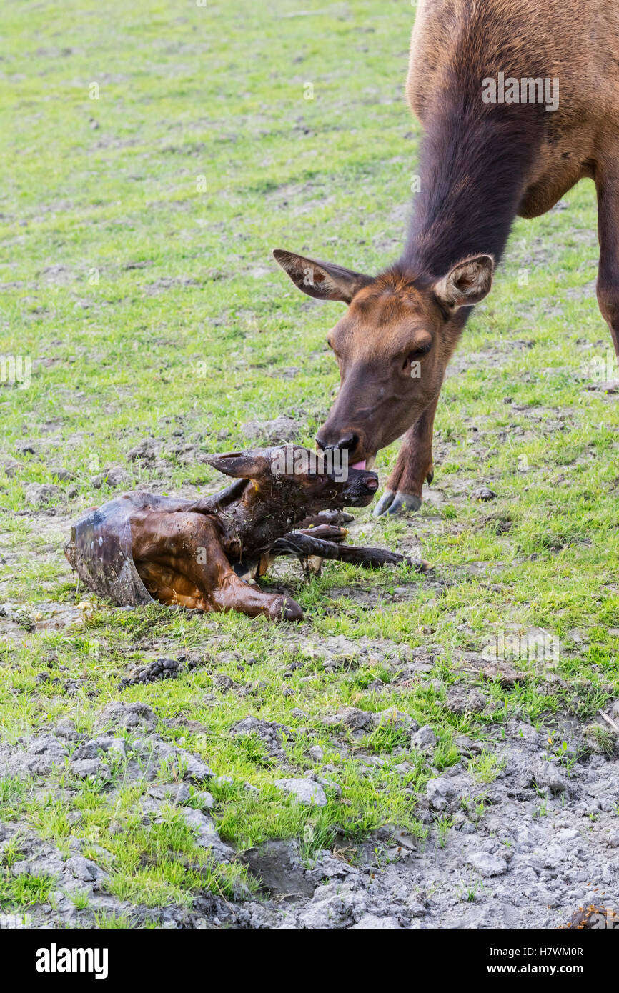 CAPTIVE: Cow elk gives birth to a calf, Alaska Wildlife Conservation Center, Southcentral Alaska, USA Stock Photo