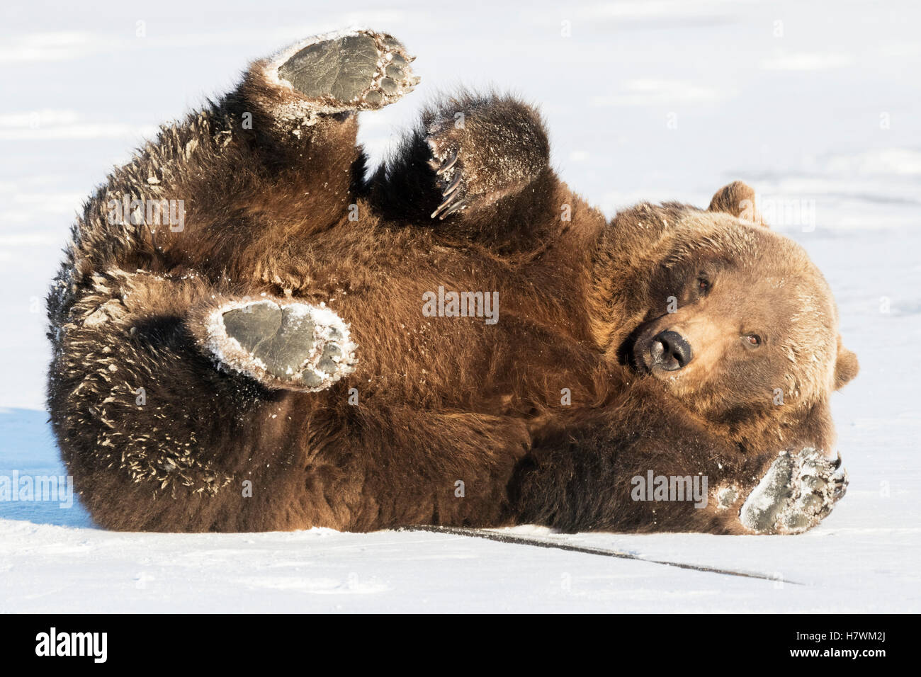 CAPTIVE: Female Grizzly bear playing on a frozen pond in winter, Alaska Wildlife Conservation Center, Southcentral Alaska, USA Stock Photo
