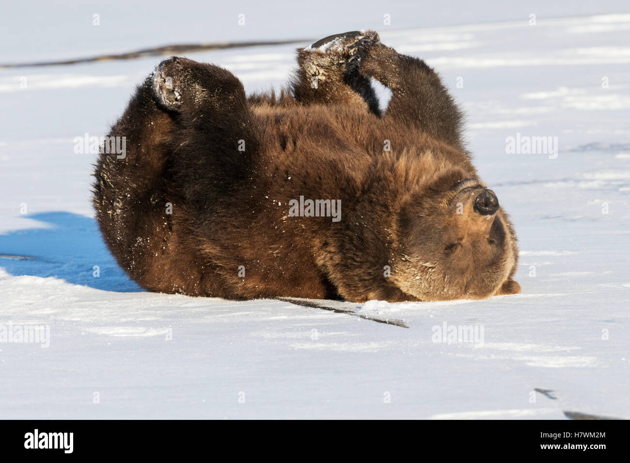 CAPTIVE: Female Grizzly bear playing on a frozen pond in winter, Alaska Wildlife Conservation Center, Southcentral Alaska, USA Stock Photo