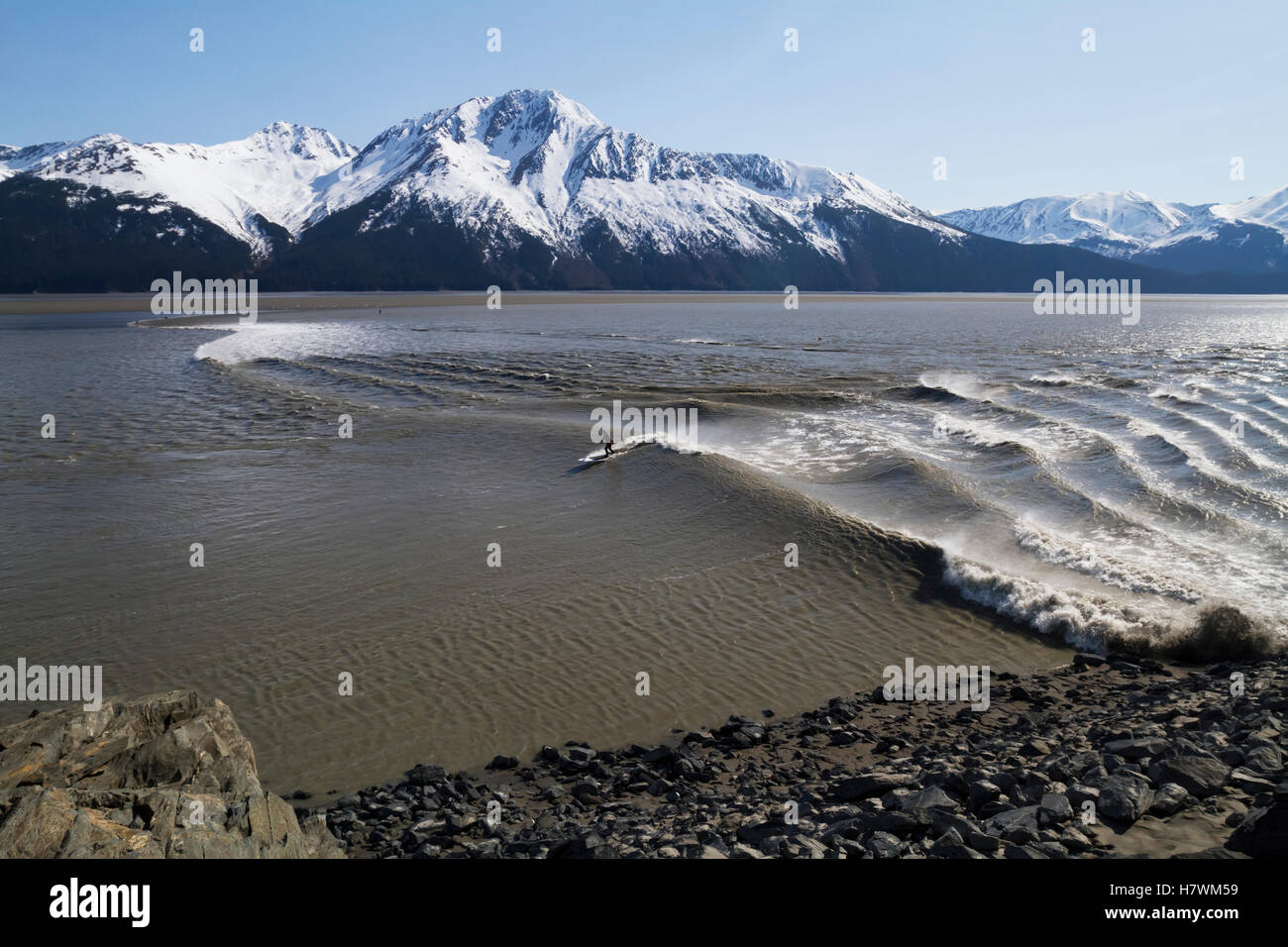 A surfer rides the bore tide in Turnagain Arm, Southcentral Alaska, USA