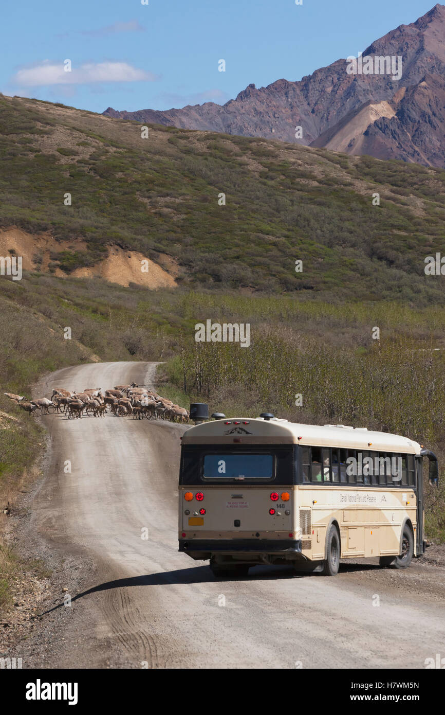 A tour bus turns sideways on the park road to watch a herd of caribou cross in the spring, Denali National Park, Interior Alaska, USA Stock Photo