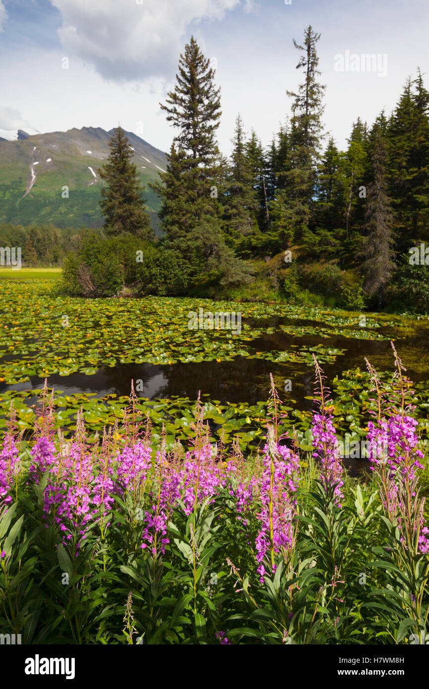 Scenic view of Fireweed blooming along a small lake near the Seward Highway, Southcentral Alaska, USA Stock Photo