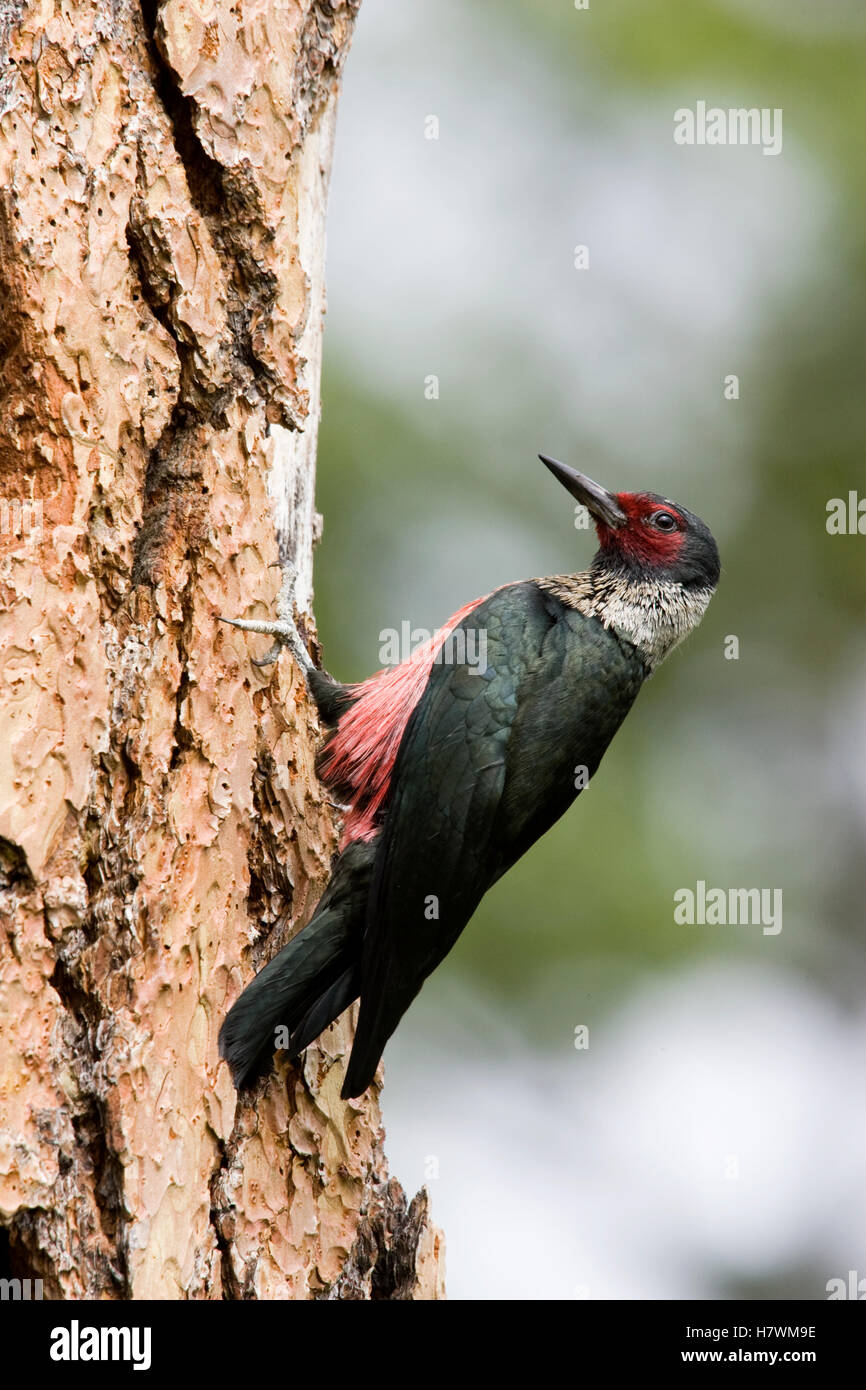 Lewis's Woodpecker (Melanerpes lewis) at nest cavity in Ponderosa Pine
