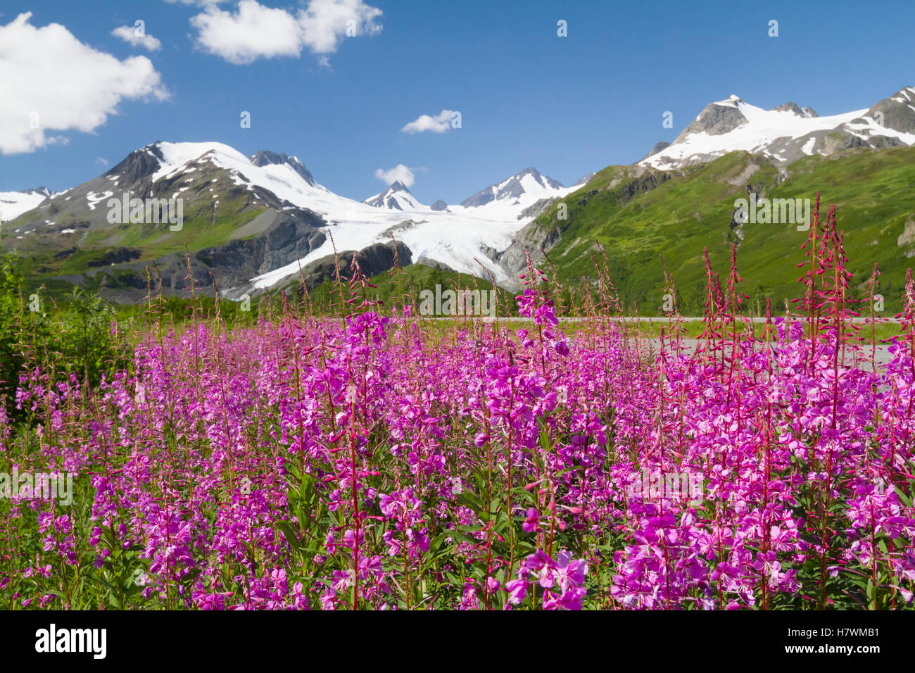 Scenic view of Worthington Glacier along Richardson Highway with Fireweed in the foreground, Southcentral Alaska, USA Stock Photo