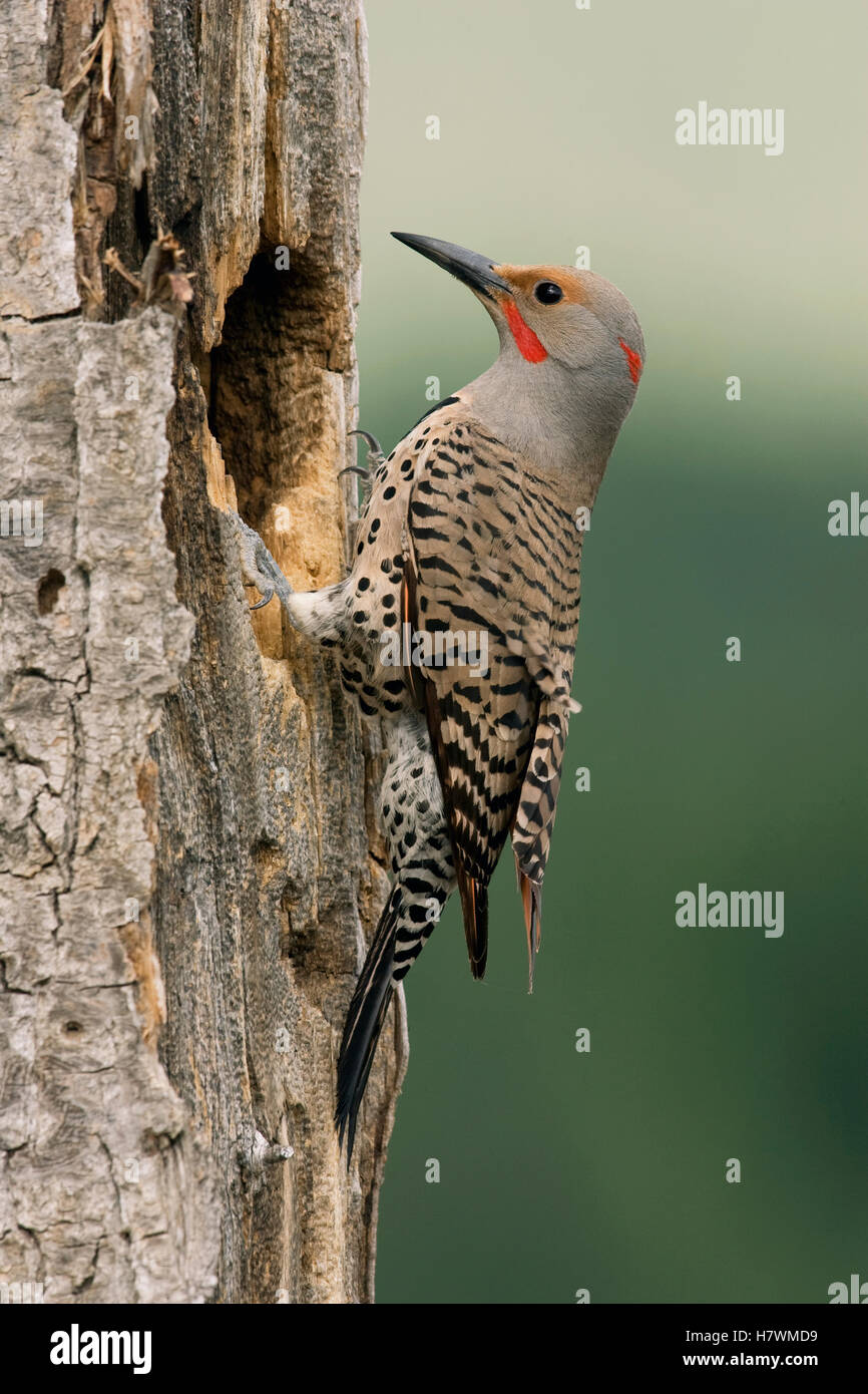 Northern Flicker (Colaptes auratus) male at nest cavity, western