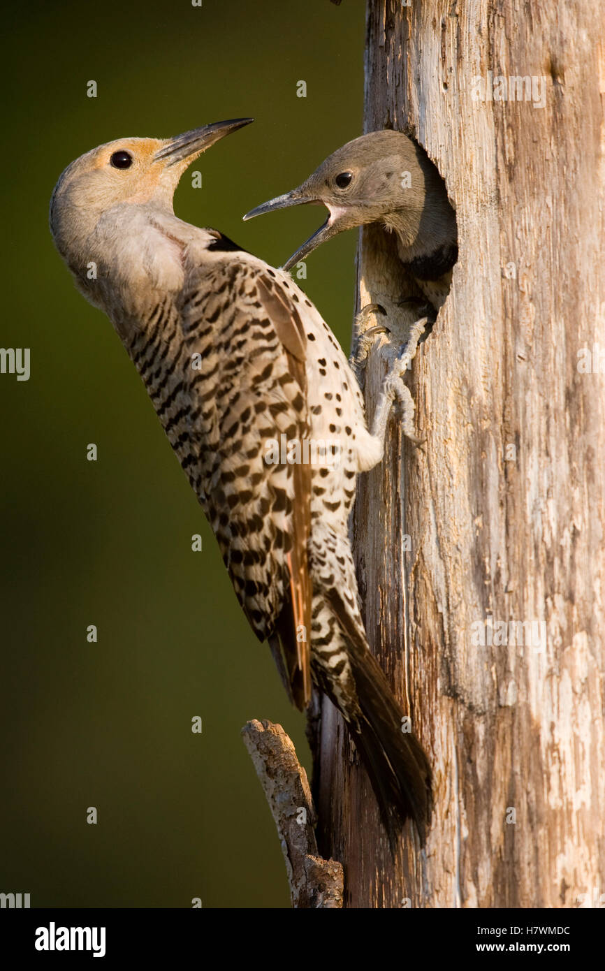 Northern Flicker (Colaptes auratus) female feeding young at nest cavity ...