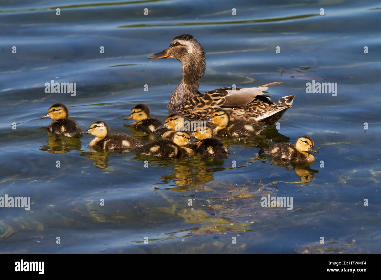 A mallard hen duck and her brood of ducklings at Cheney Lake in Anchorage, Southcentral Alaska, USA Stock Photo