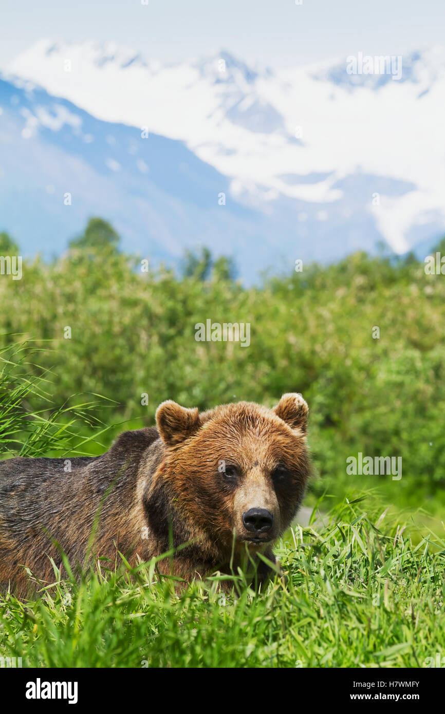 CAPTIVE: Close up of a Grizzly standing among grasses at the Alaska Wildlife Conservation Center, Southcentral Alaska, USA Stock Photo
