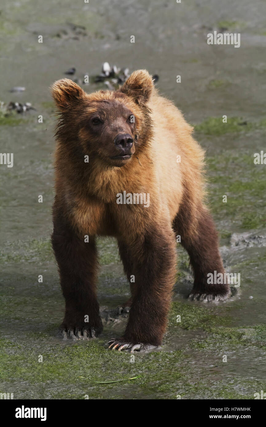 Brown bear cub at Allison Point near the fish hatchery, Valdez