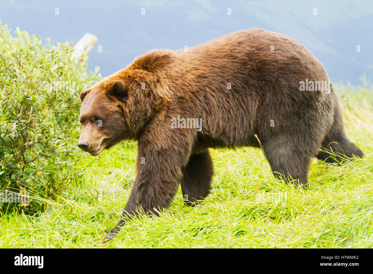 CAPTIVE Brown bear at the Alaska Wildlife Conservation Center during