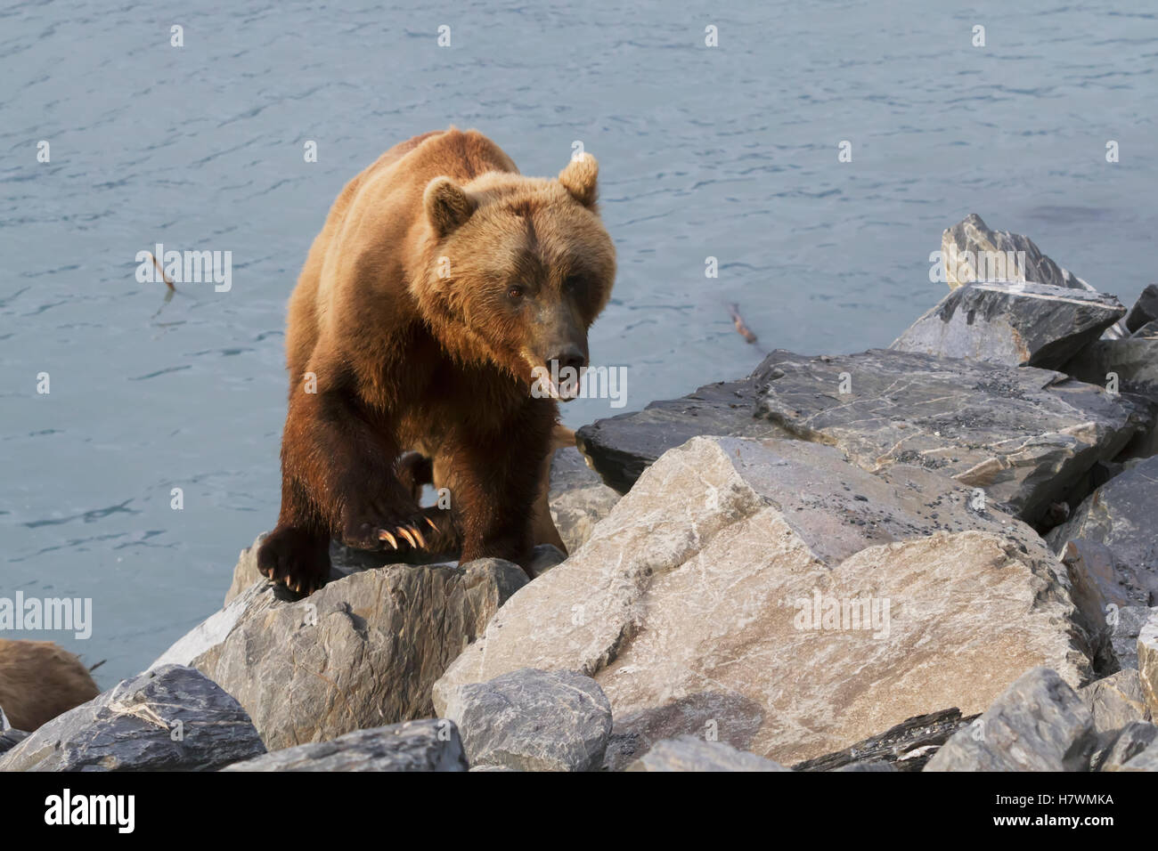Brown bear sow leaves her fishing in ocean and walks towards Dayville Road, Allison Point