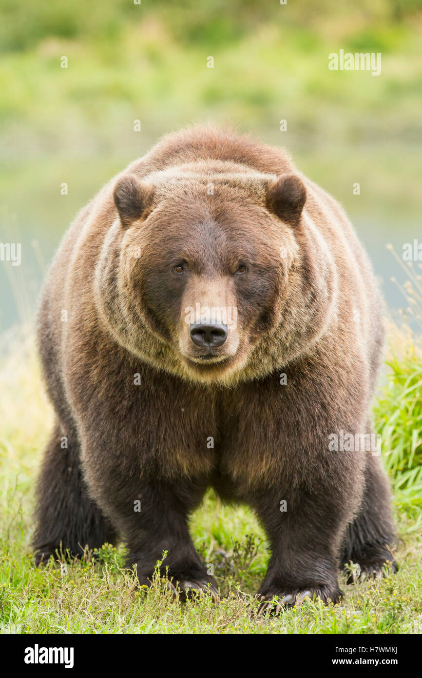 CAPTIVE Brown bear at the Alaska Wildlife Conservation Center during