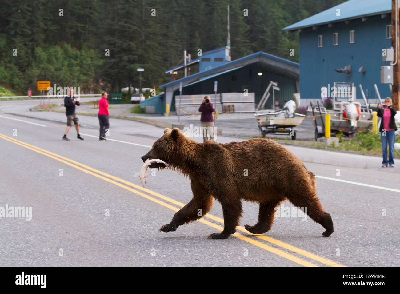 Brown bear sow crosses the Dayville Road as people watch, Valdez, Southcentral Alaska, USA Stock